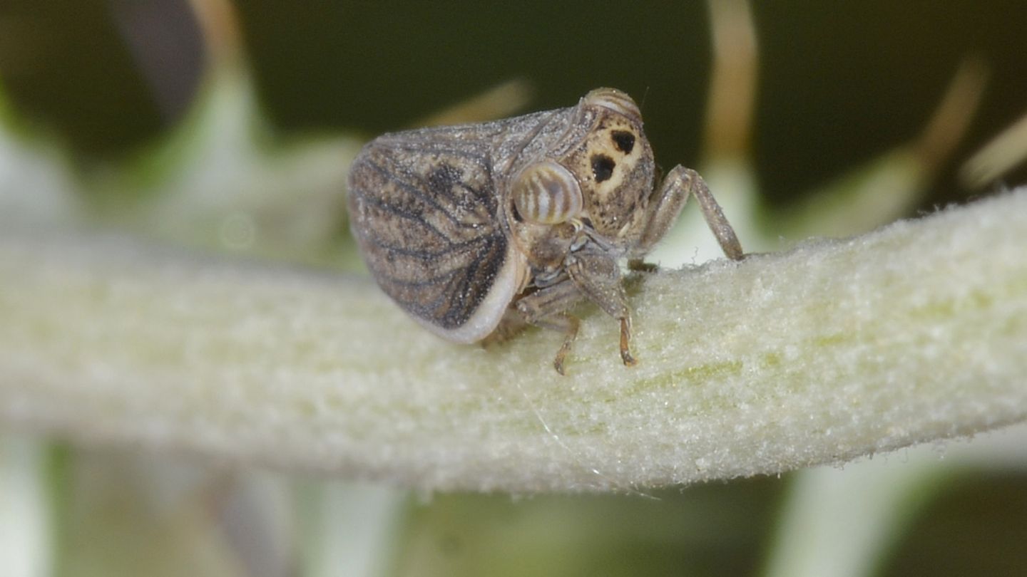 Issidae da id