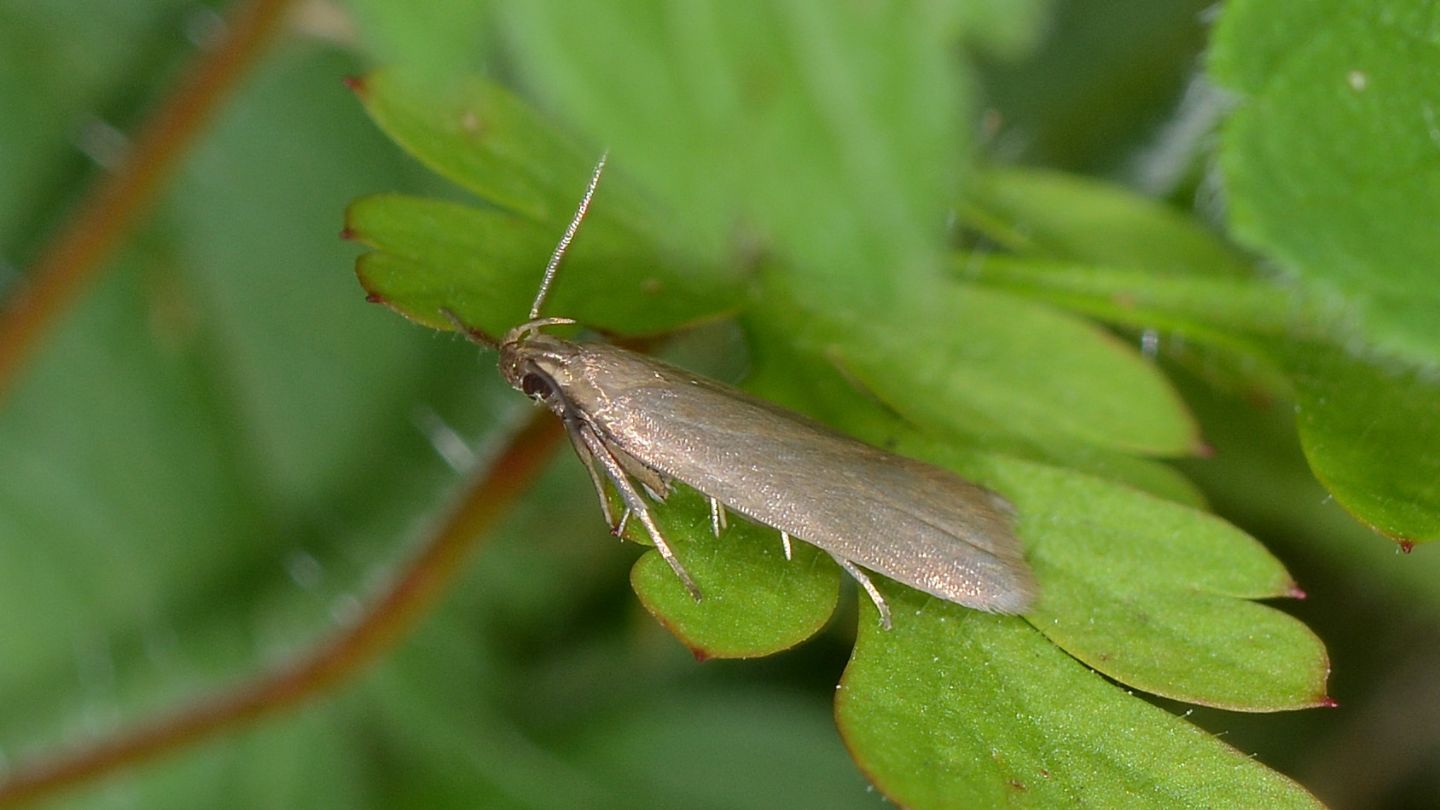 Gelechiidae: Oxypteryx cfr. unicolorella