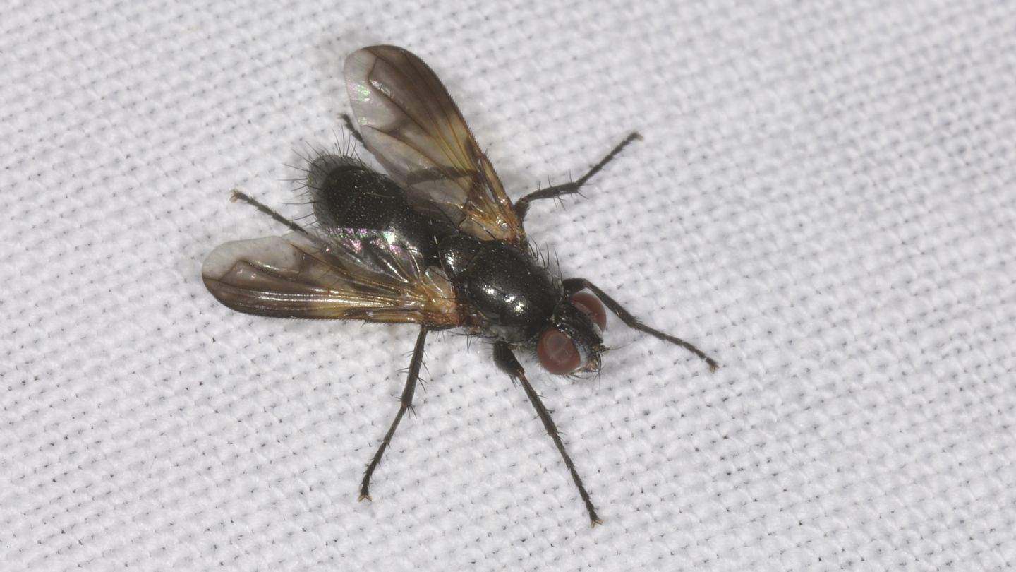 Rhinophoridae: Melanophora roralis