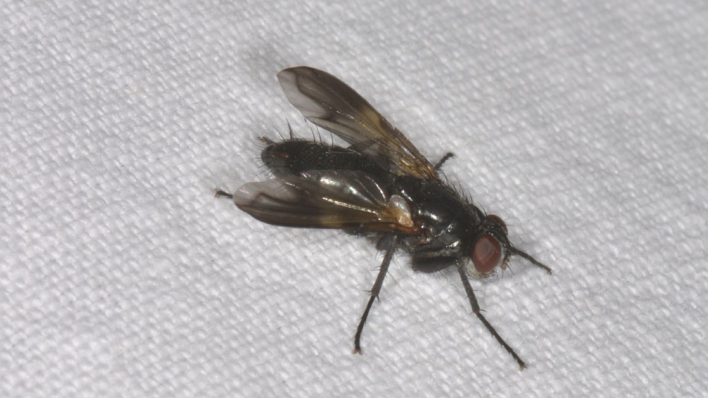 Rhinophoridae: Melanophora roralis