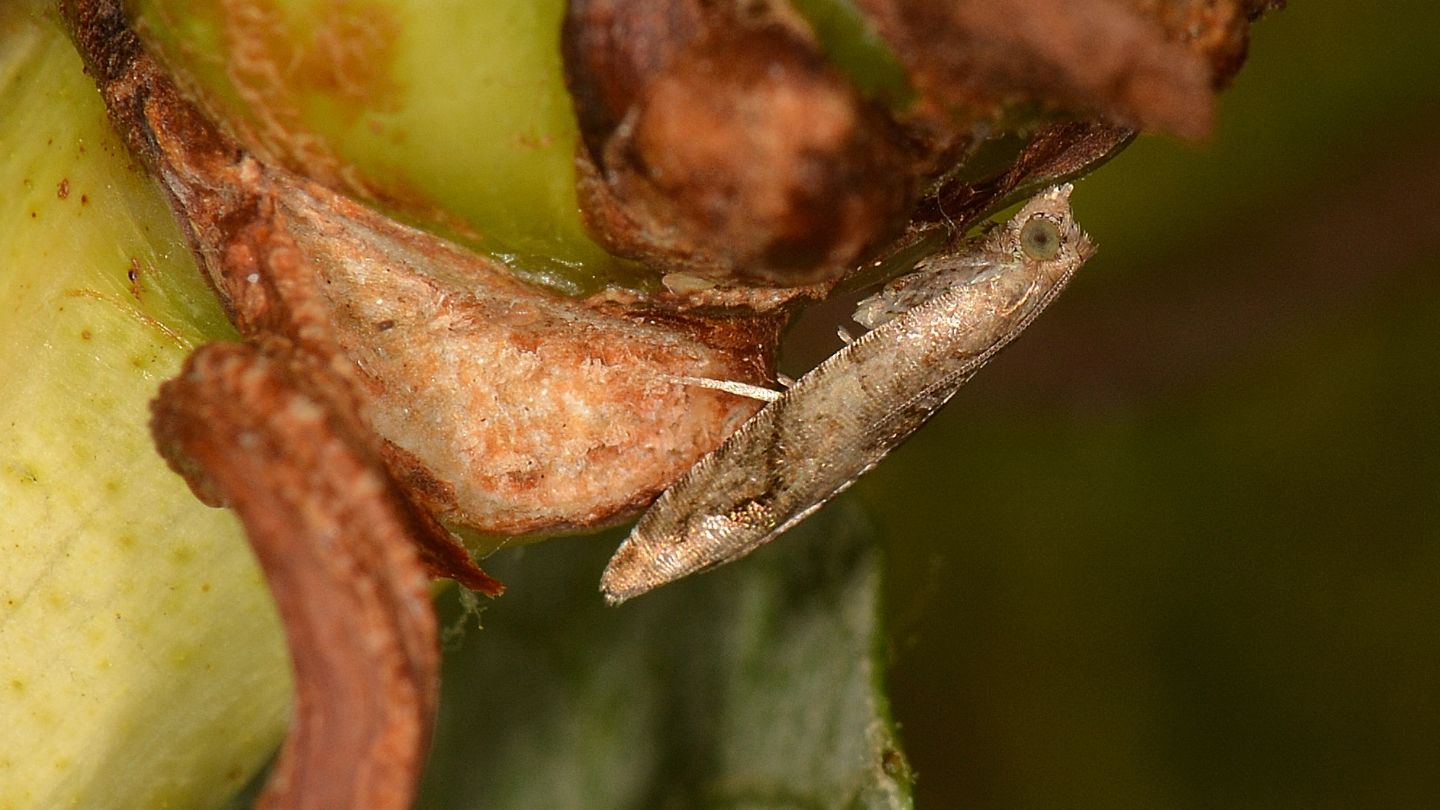 Tortricidae da id