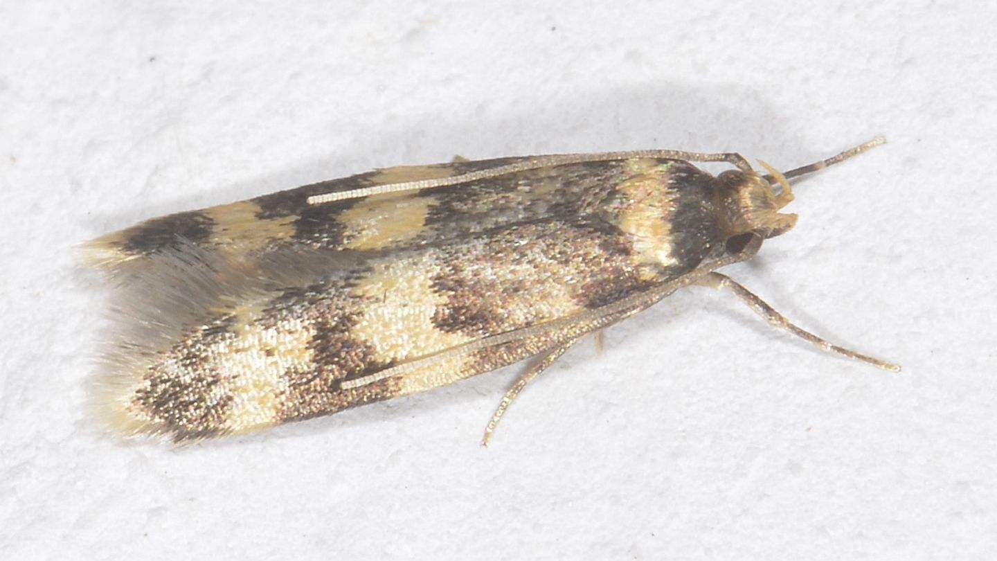 farfallina del Giglio: Autostichidae: Oegoconia sp.