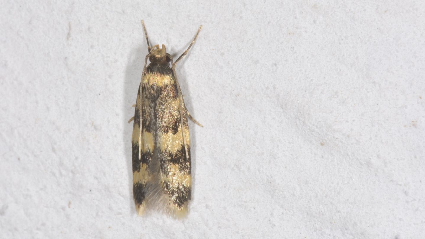 farfallina del Giglio: Autostichidae: Oegoconia sp.