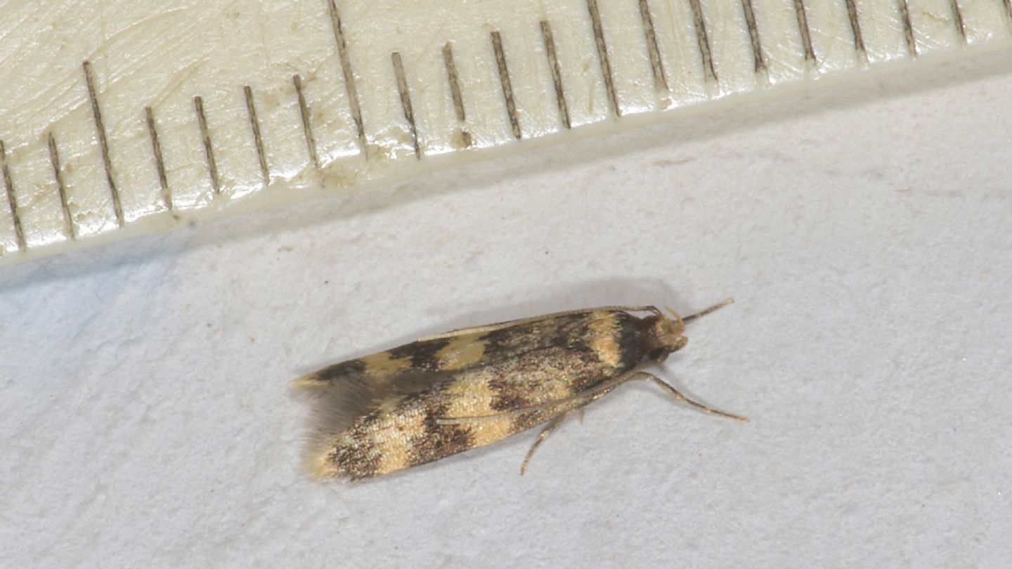 farfallina del Giglio: Autostichidae: Oegoconia sp.