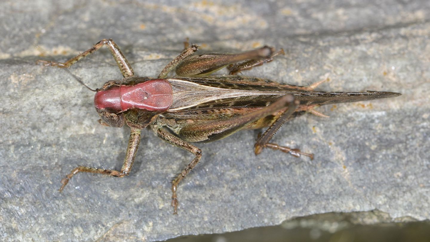 Testa rossa: Decticus verrucivorus?  No, Platycleis grisea