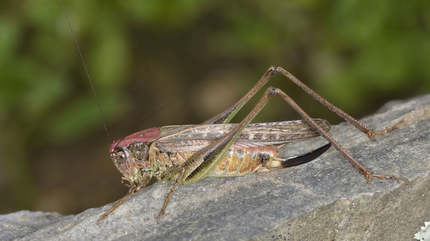 Testa rossa: Decticus verrucivorus?  No, Platycleis grisea