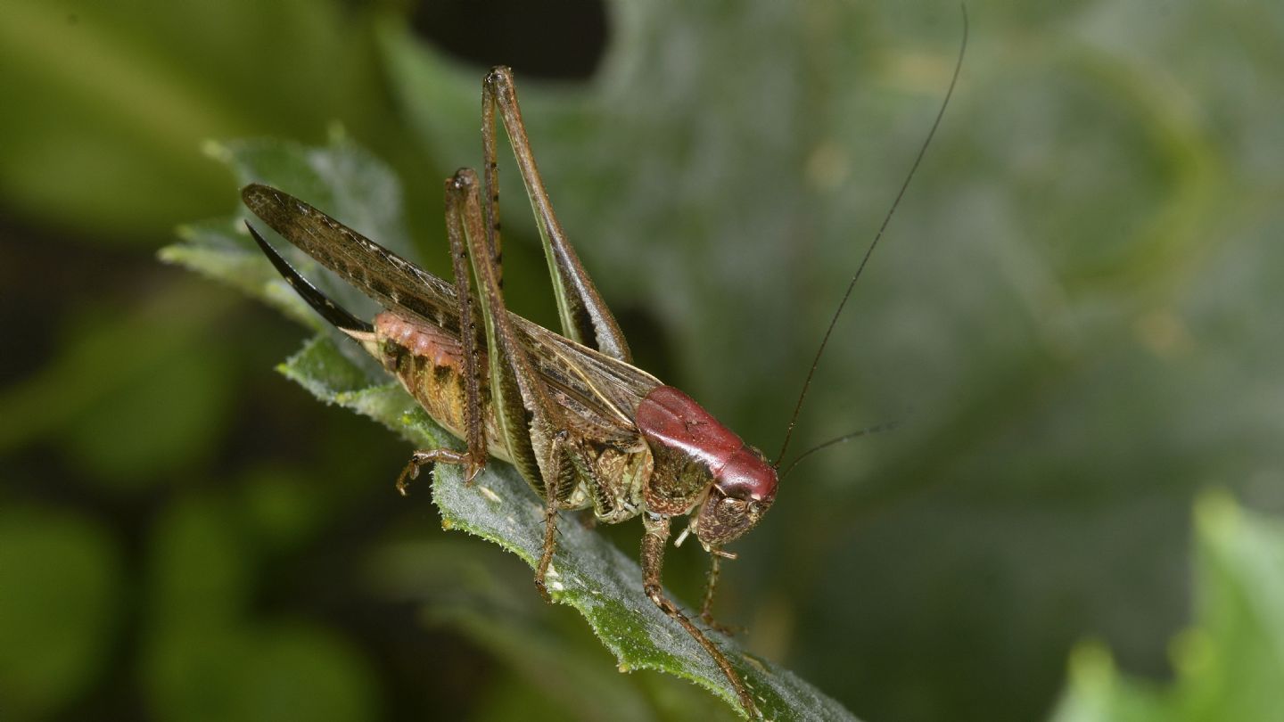 Testa rossa: Decticus verrucivorus?  No, Platycleis grisea