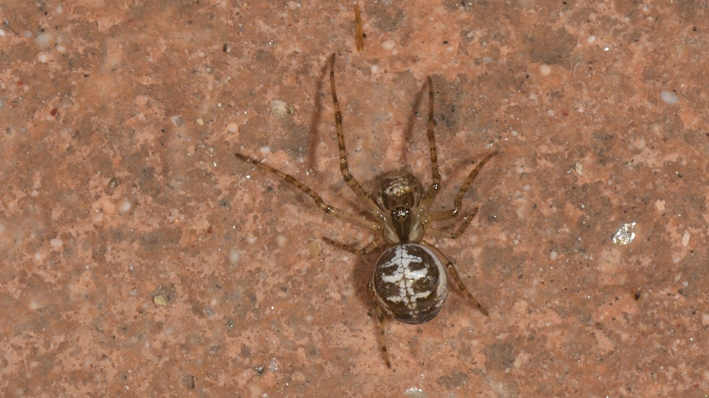 accoppiamento ? No, Metellina sp. con preda - Bannio Anzino (VCO)