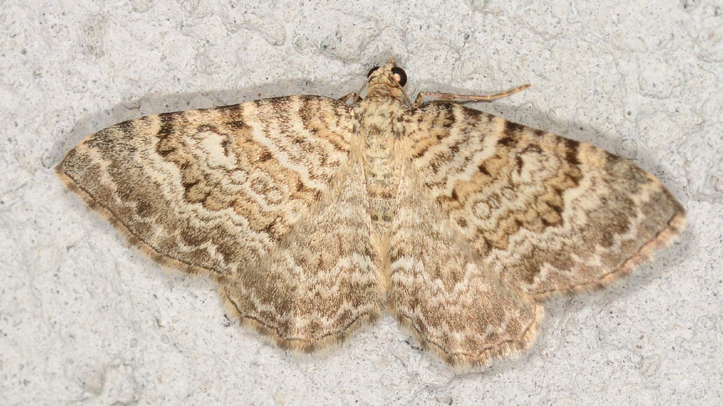 Geometridae: Camptogramma bilineata