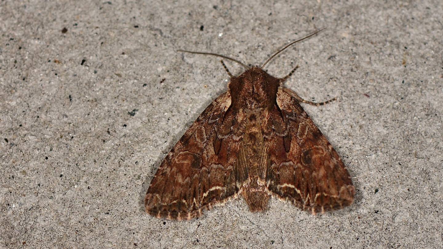 Noctuidae: Lacanobia thalassina ?  S