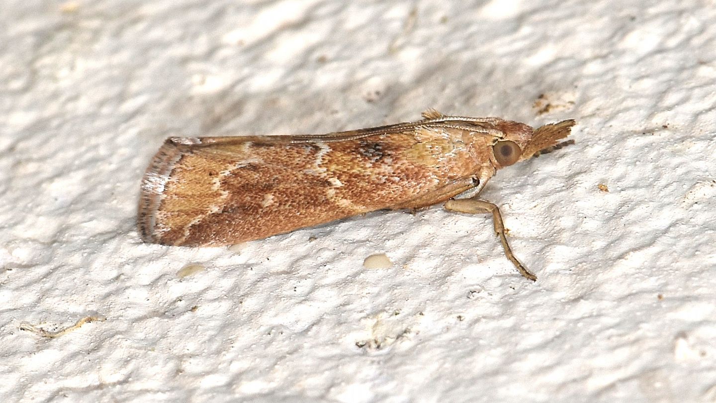 Pyralidae  dalla Corsica: Bradyrrhoa cantenerella