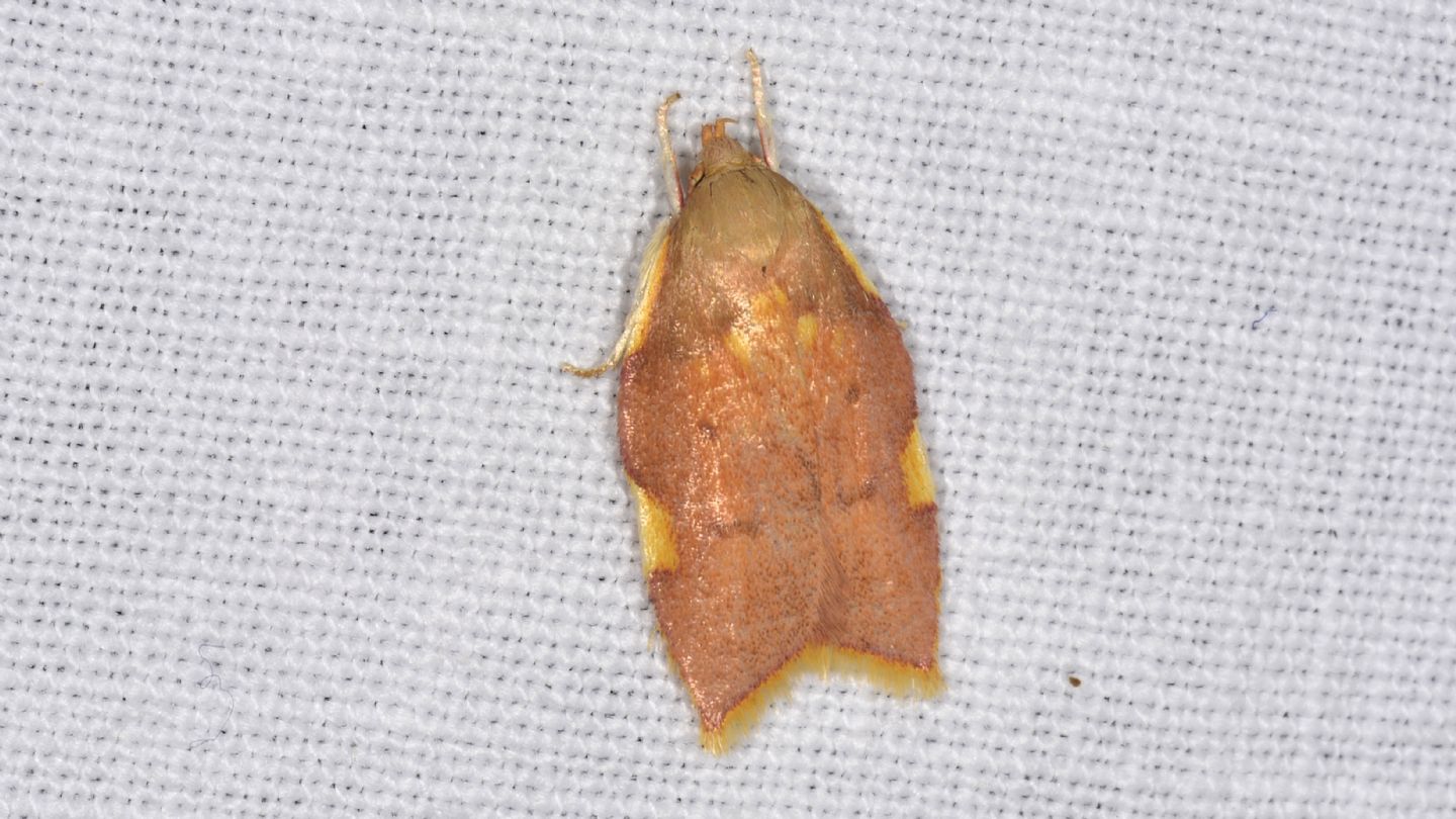 Peleopodidae? S, Carcina quercana