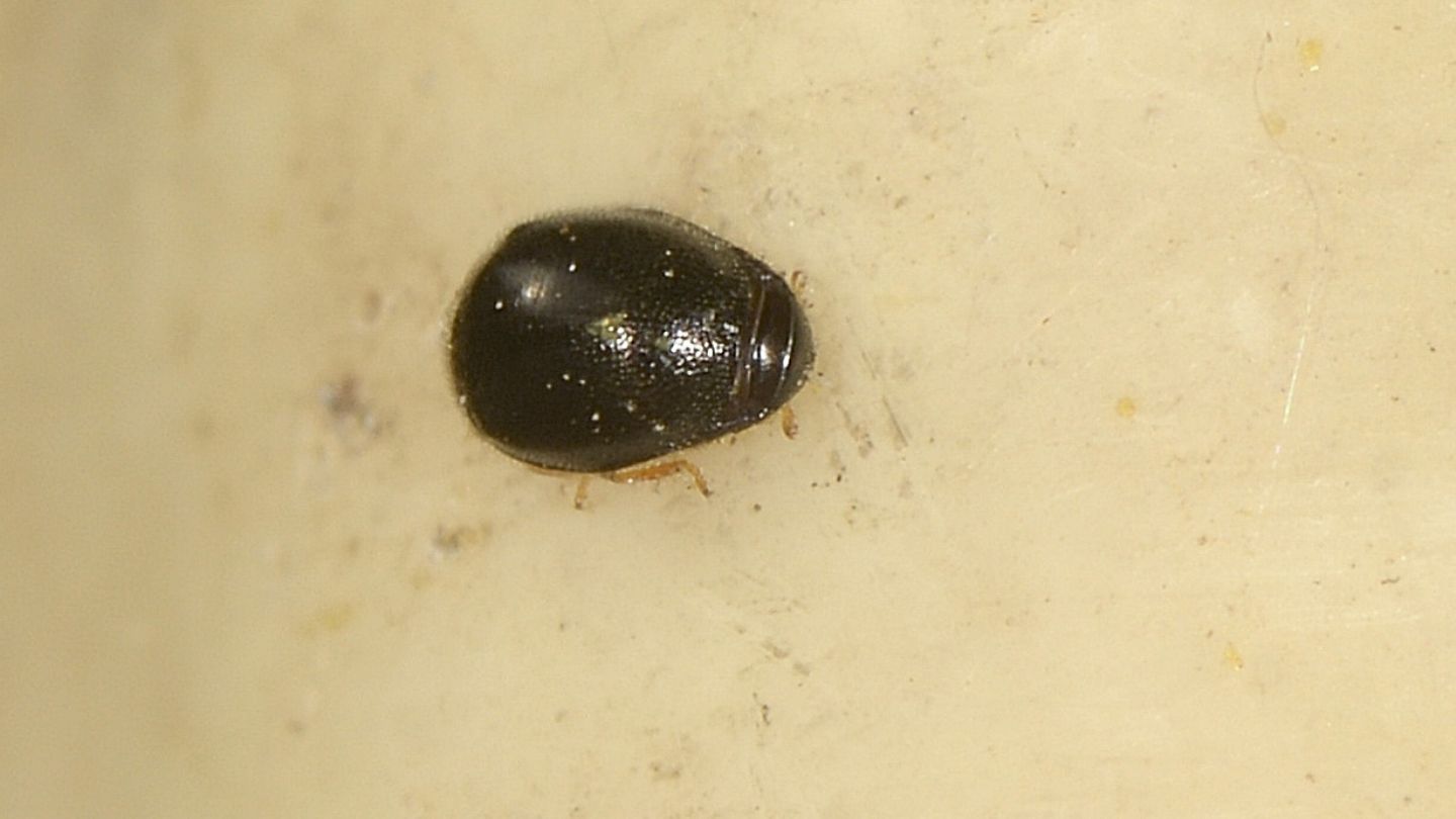 Di che famiglia?  Coccinellidae: Stethorus pusillus