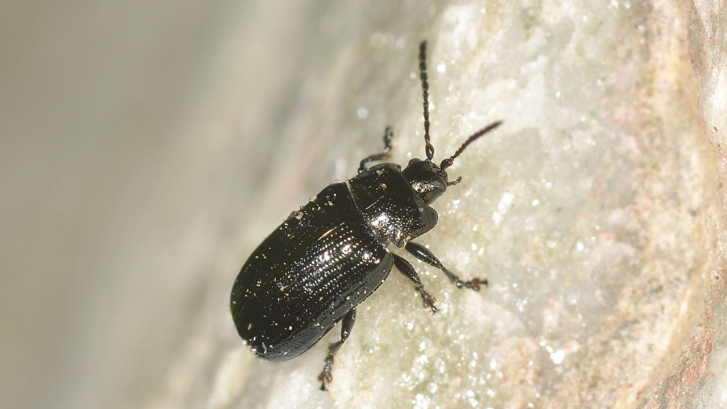 Chrysomelidae ? S, Phratora laticollis, maschio
