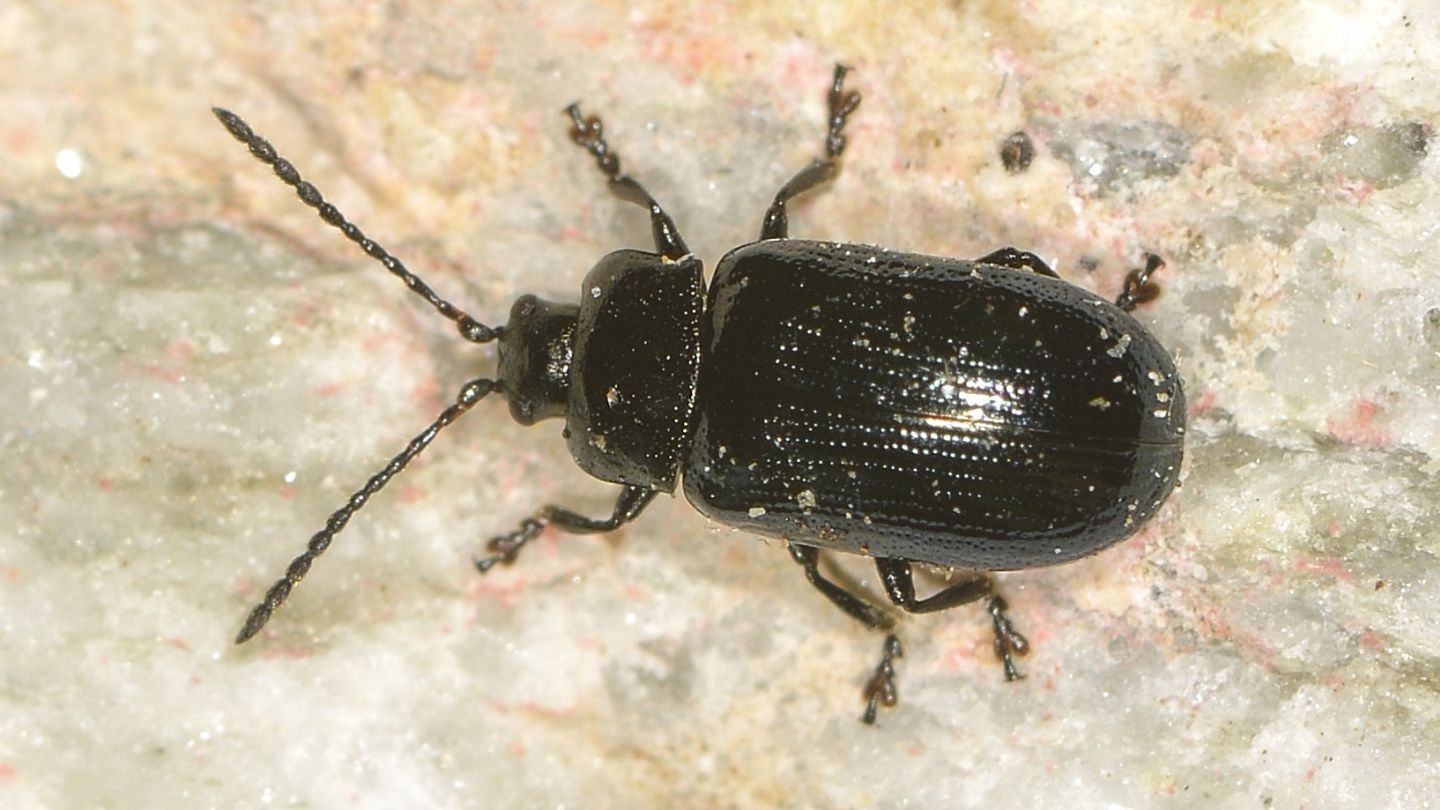 Chrysomelidae ? S, Phratora laticollis, maschio