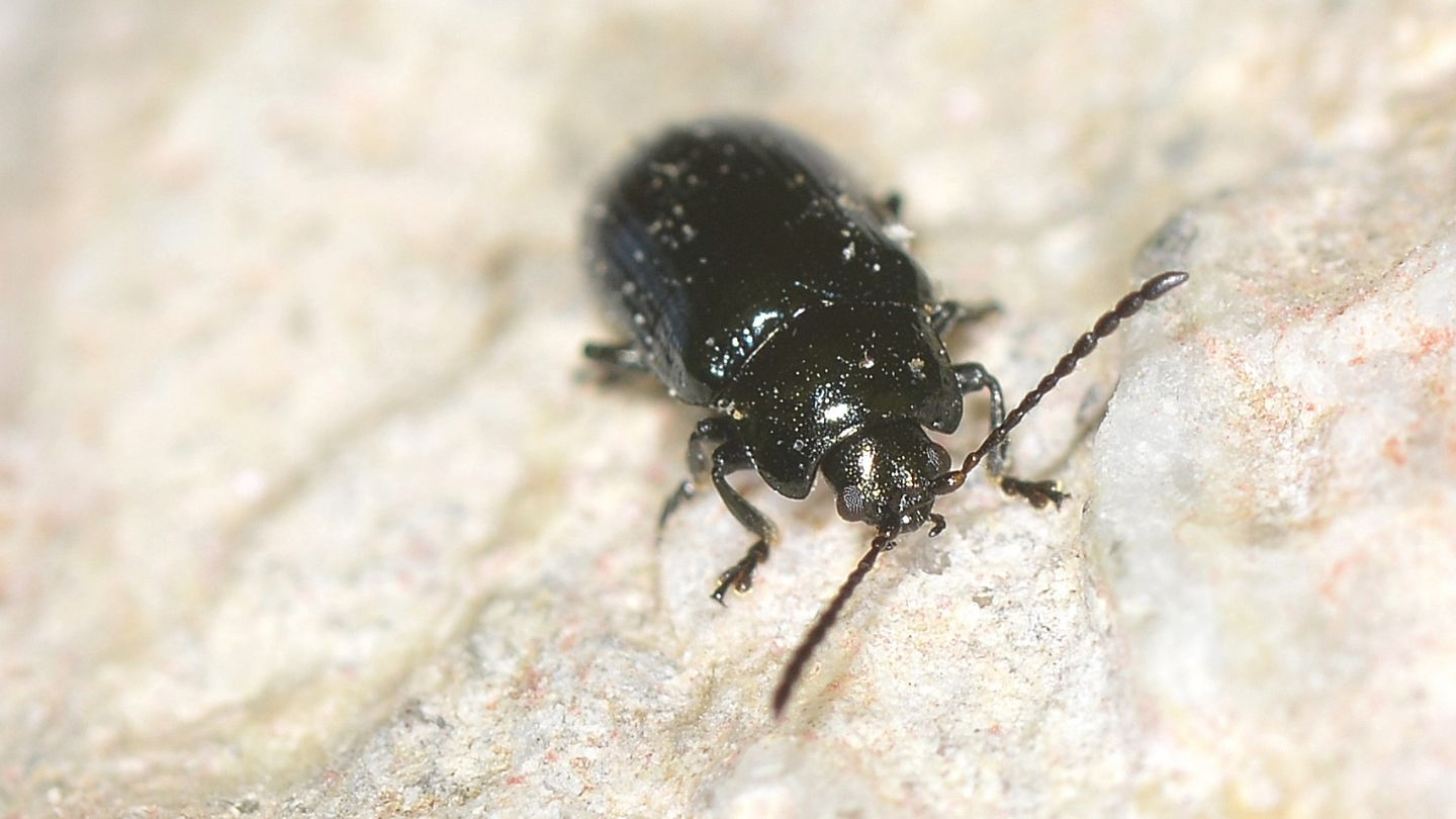 Chrysomelidae ? S, Phratora laticollis, maschio