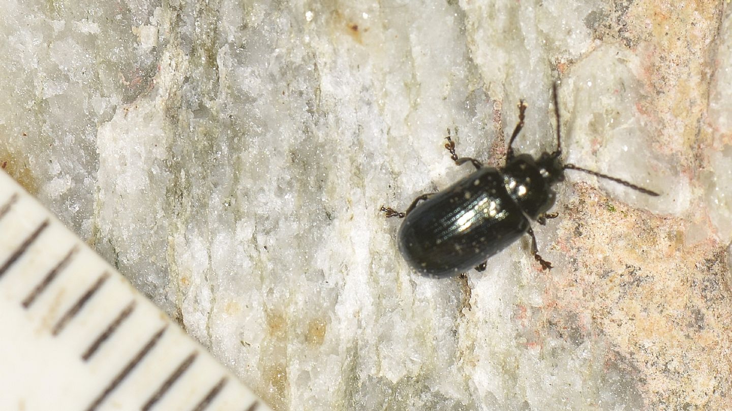 Chrysomelidae ? S, Phratora laticollis, maschio