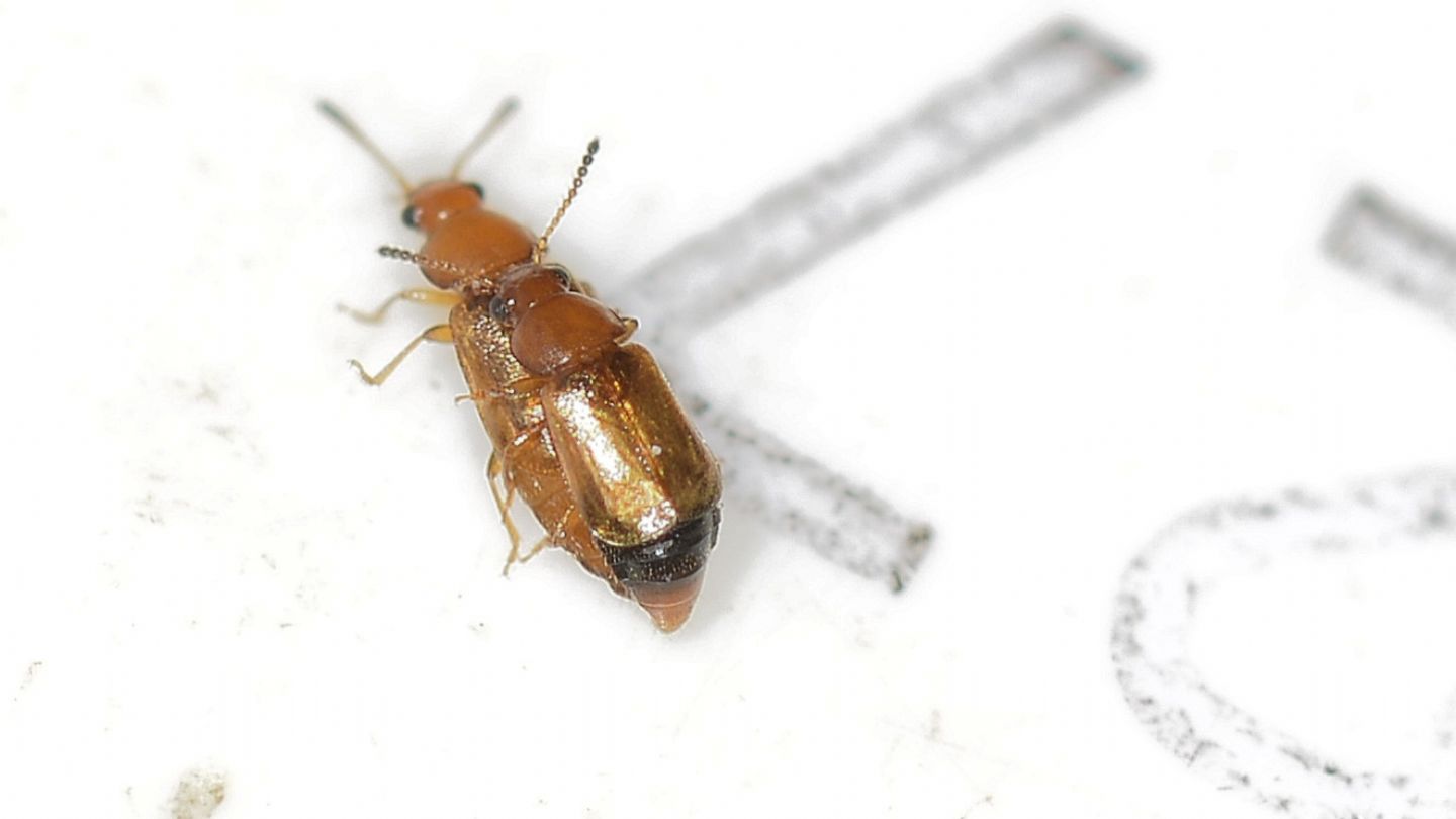 Staphylinidae: cfr. Omaliinae