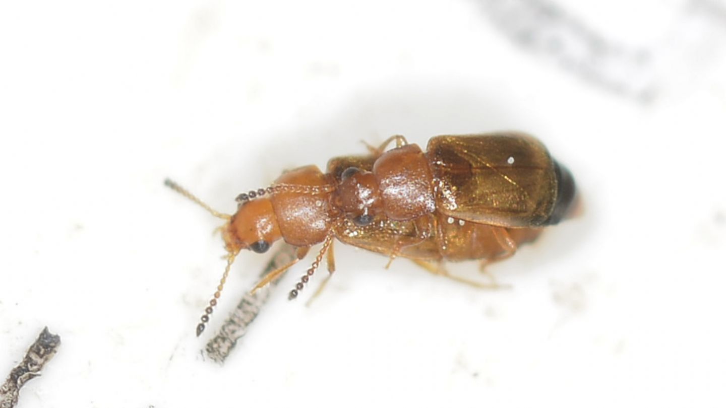 Staphylinidae: cfr. Omaliinae