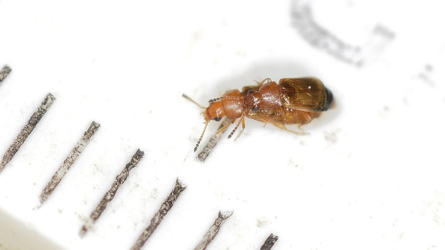 Staphylinidae: cfr. Omaliinae
