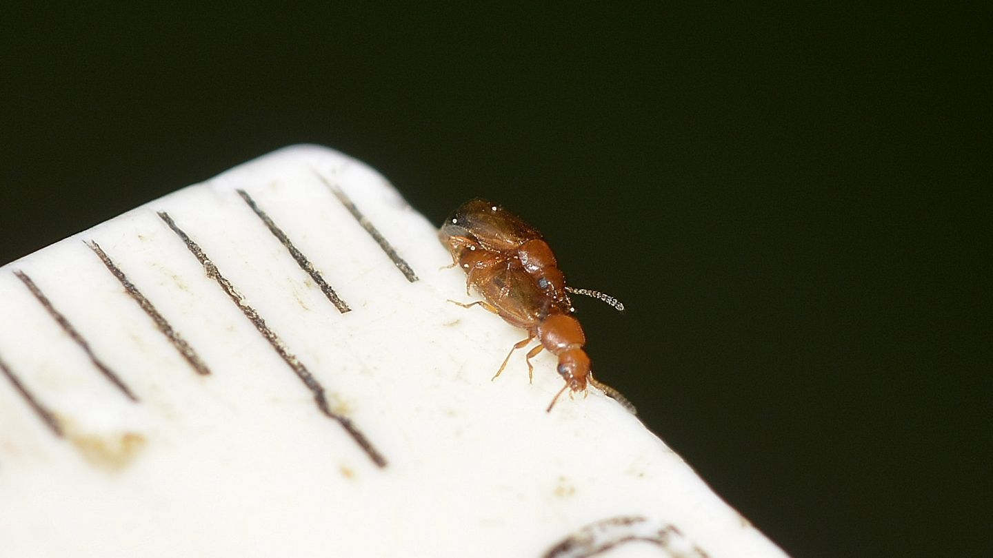 Staphylinidae: cfr. Omaliinae