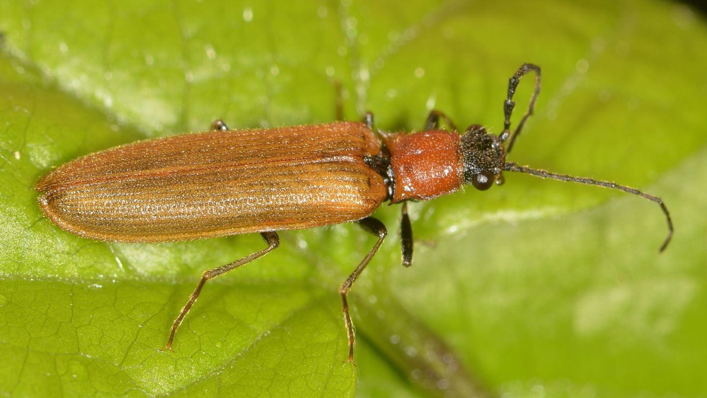 Elateridae: Denticollis ? S, maschio di Denticollis linearis