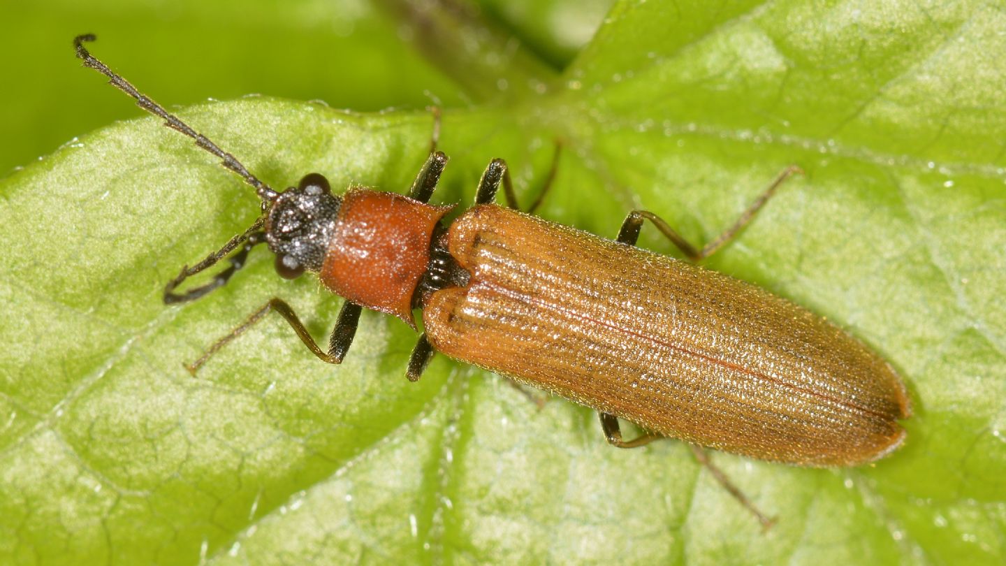 Elateridae: Denticollis ? S, maschio di Denticollis linearis