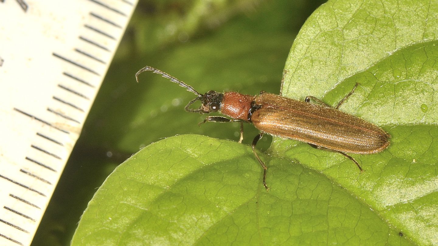 Elateridae: Denticollis ? S, maschio di Denticollis linearis