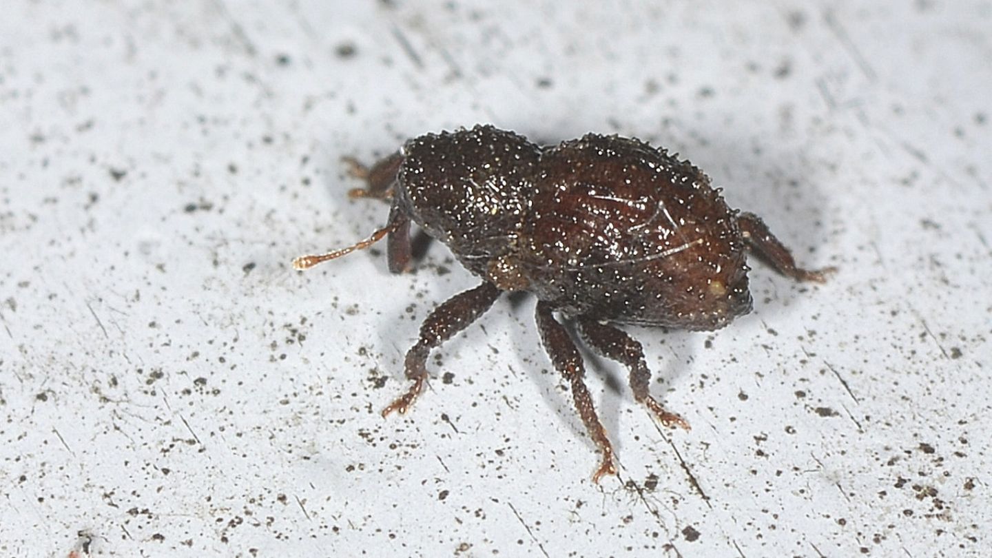 ''Micro'' Curculionidae