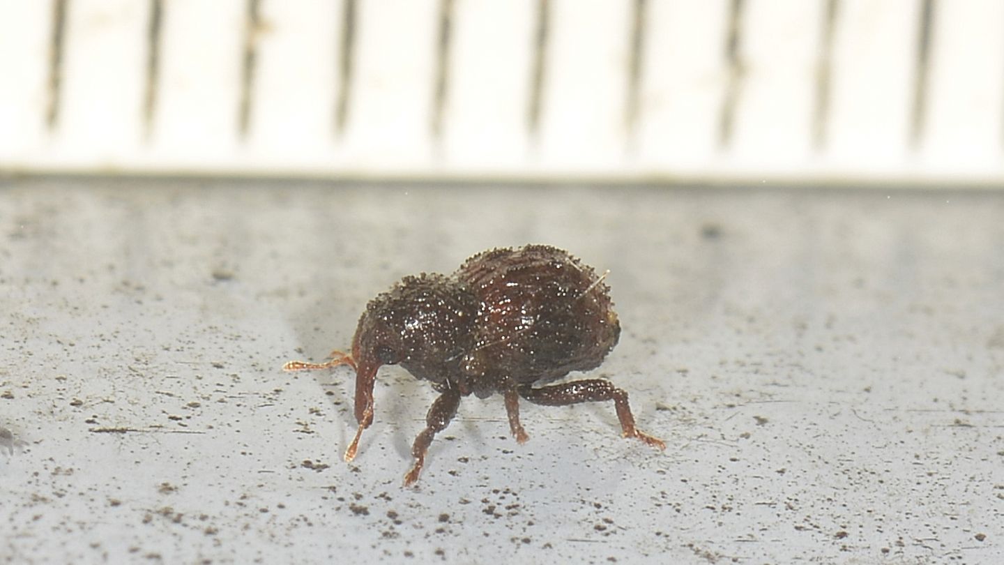 ''Micro'' Curculionidae