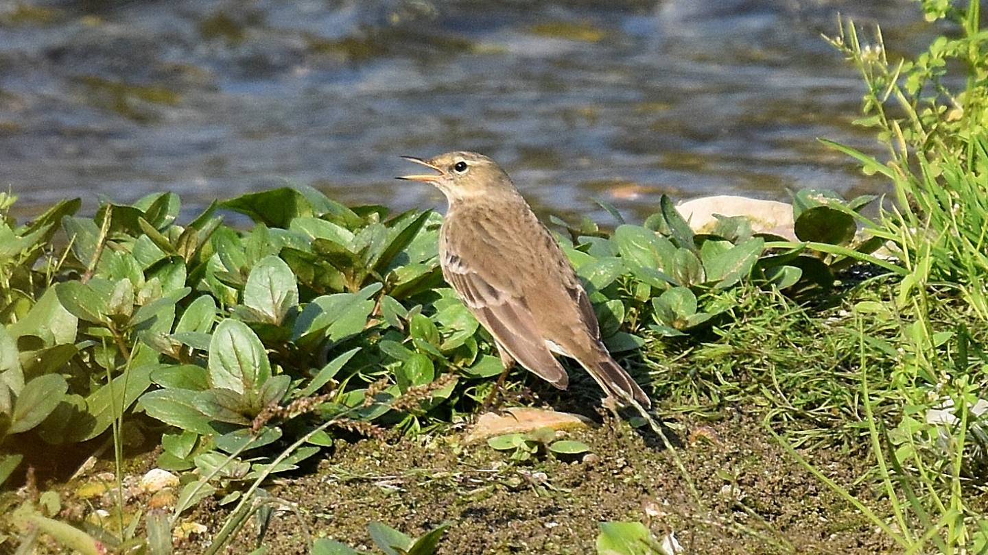 Presso il canale:  Spioncello (Anthus spinoletta)