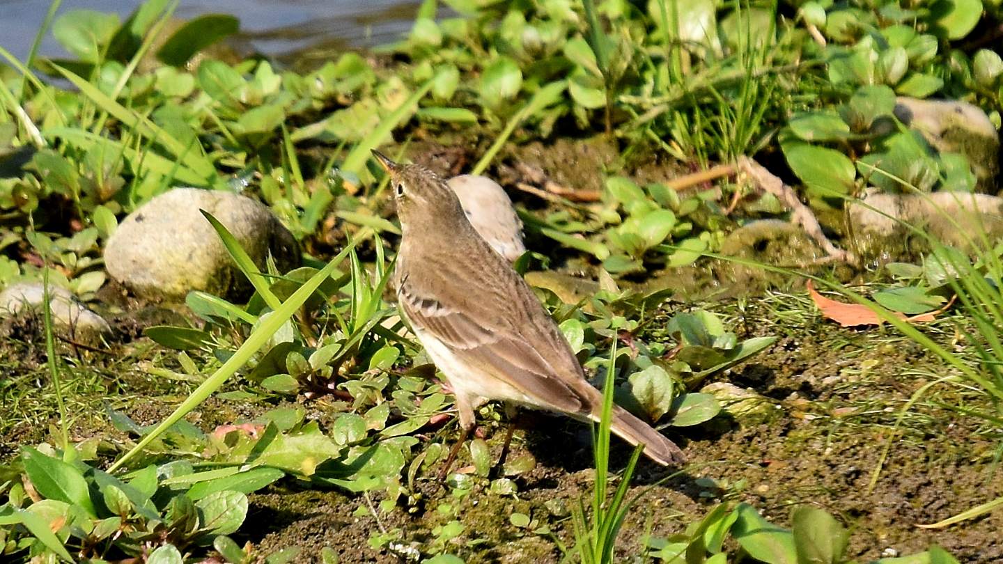 Presso il canale:  Spioncello (Anthus spinoletta)