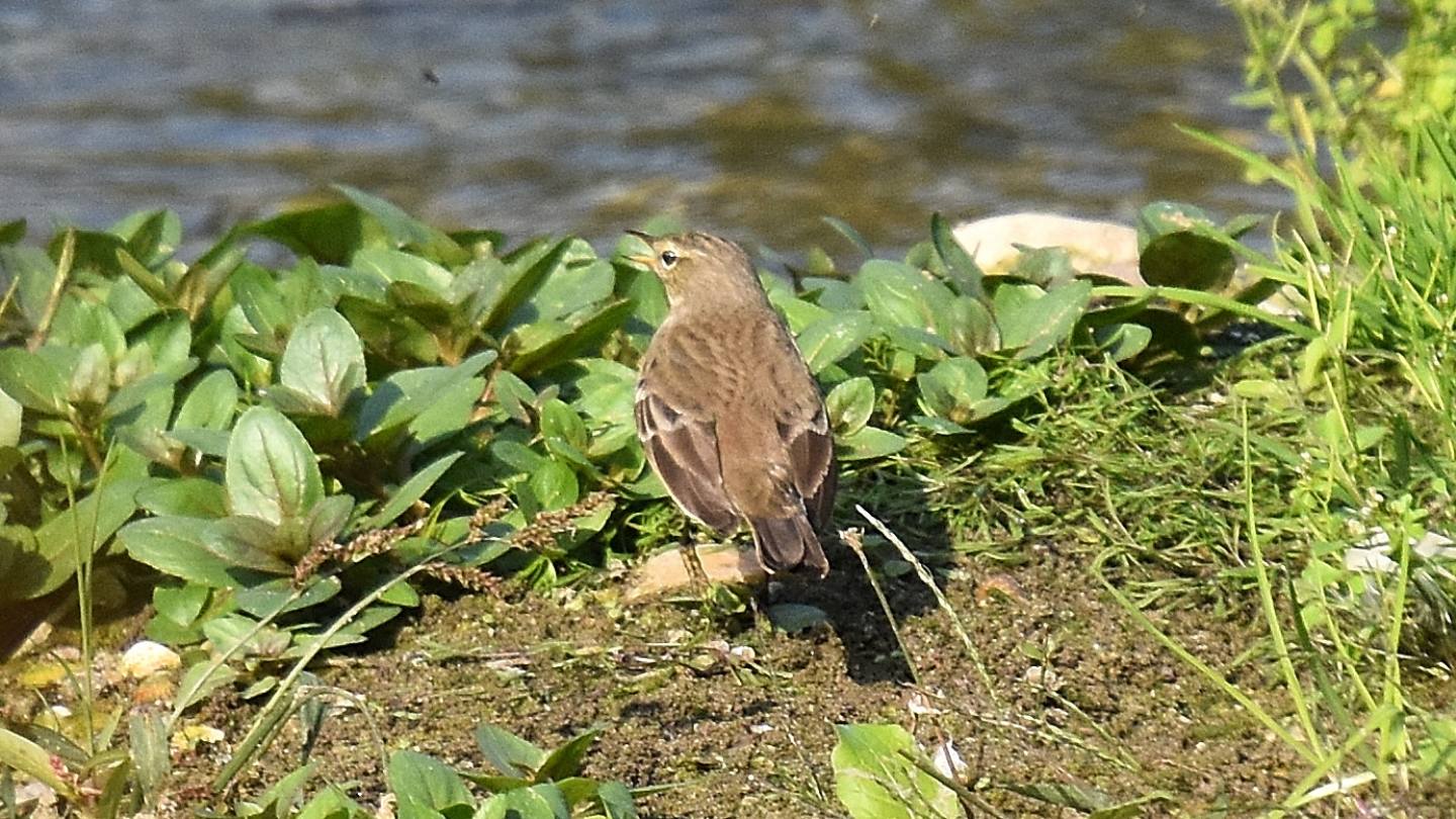 Presso il canale:  Spioncello (Anthus spinoletta)