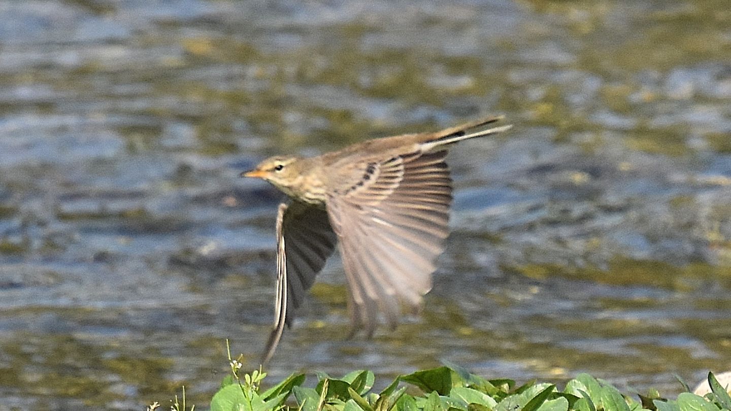 Presso il canale:  Spioncello (Anthus spinoletta)