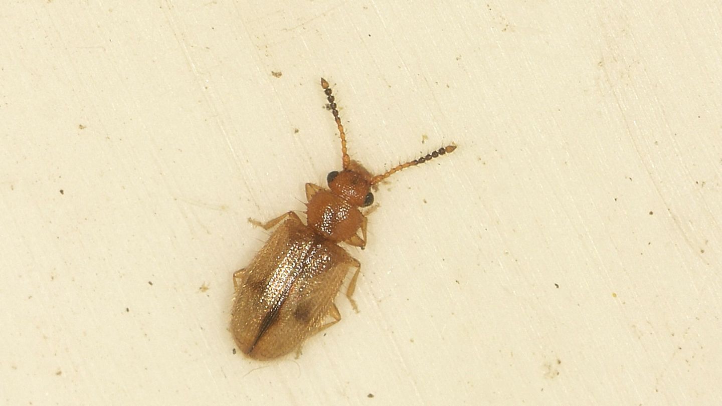 ''Spinoso'' : Psammoecus trimaculatus (Silvanidae)