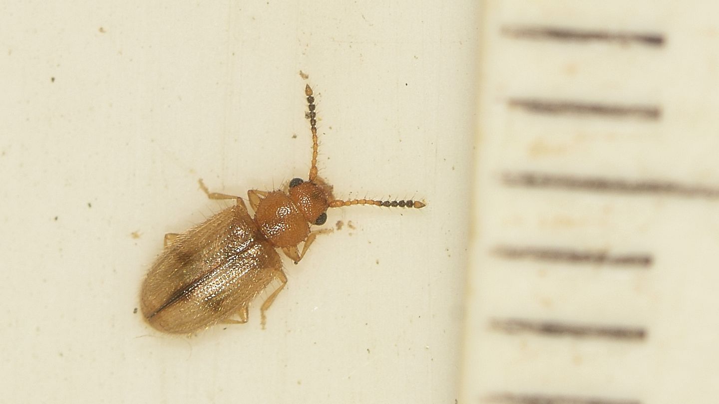 ''Spinoso'' : Psammoecus trimaculatus (Silvanidae)
