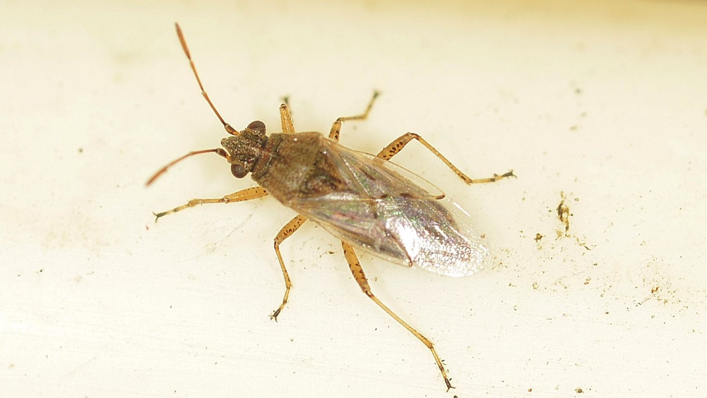 Rhopalidae?  No, Lygaeidae: Nysius sp.