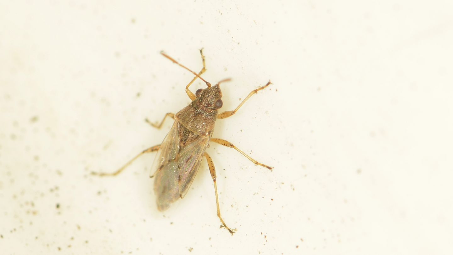 Rhopalidae?  No, Lygaeidae: Nysius sp.