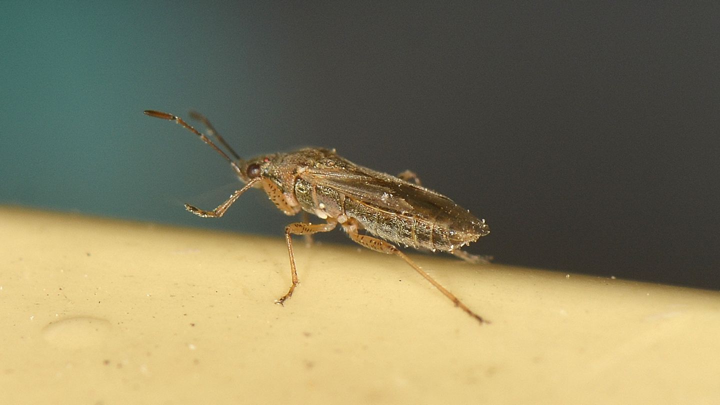 Rhopalidae?  No, Lygaeidae: Nysius sp.