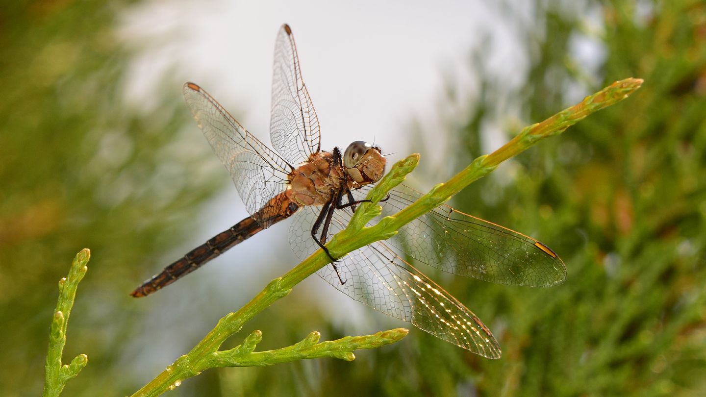 In Sardegna: Orthetrum coerulescens anceps