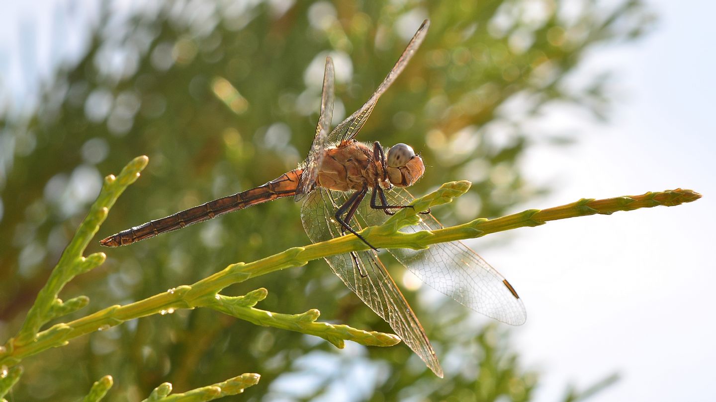 In Sardegna: Orthetrum coerulescens anceps