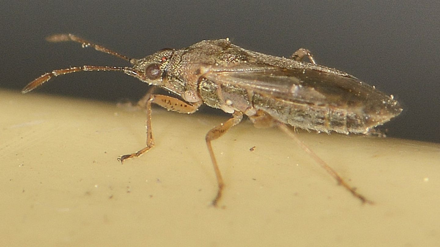 Rhopalidae?  No, Lygaeidae: Nysius sp.