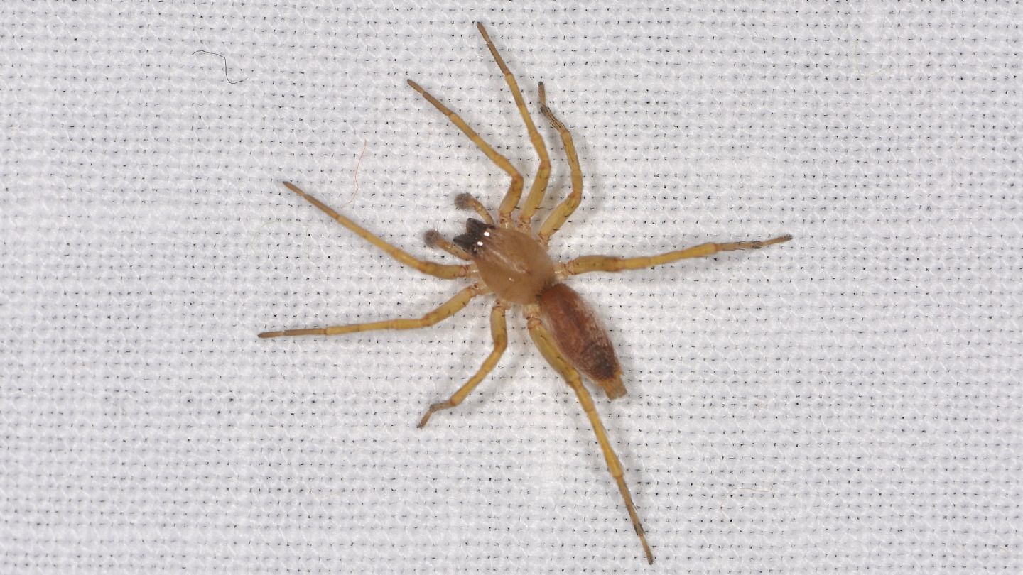 forse Clubionidae ?