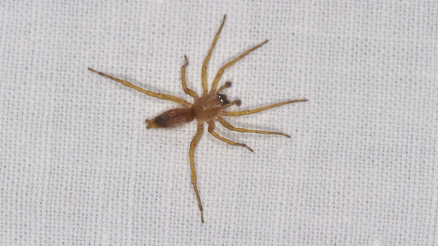 forse Clubionidae ?