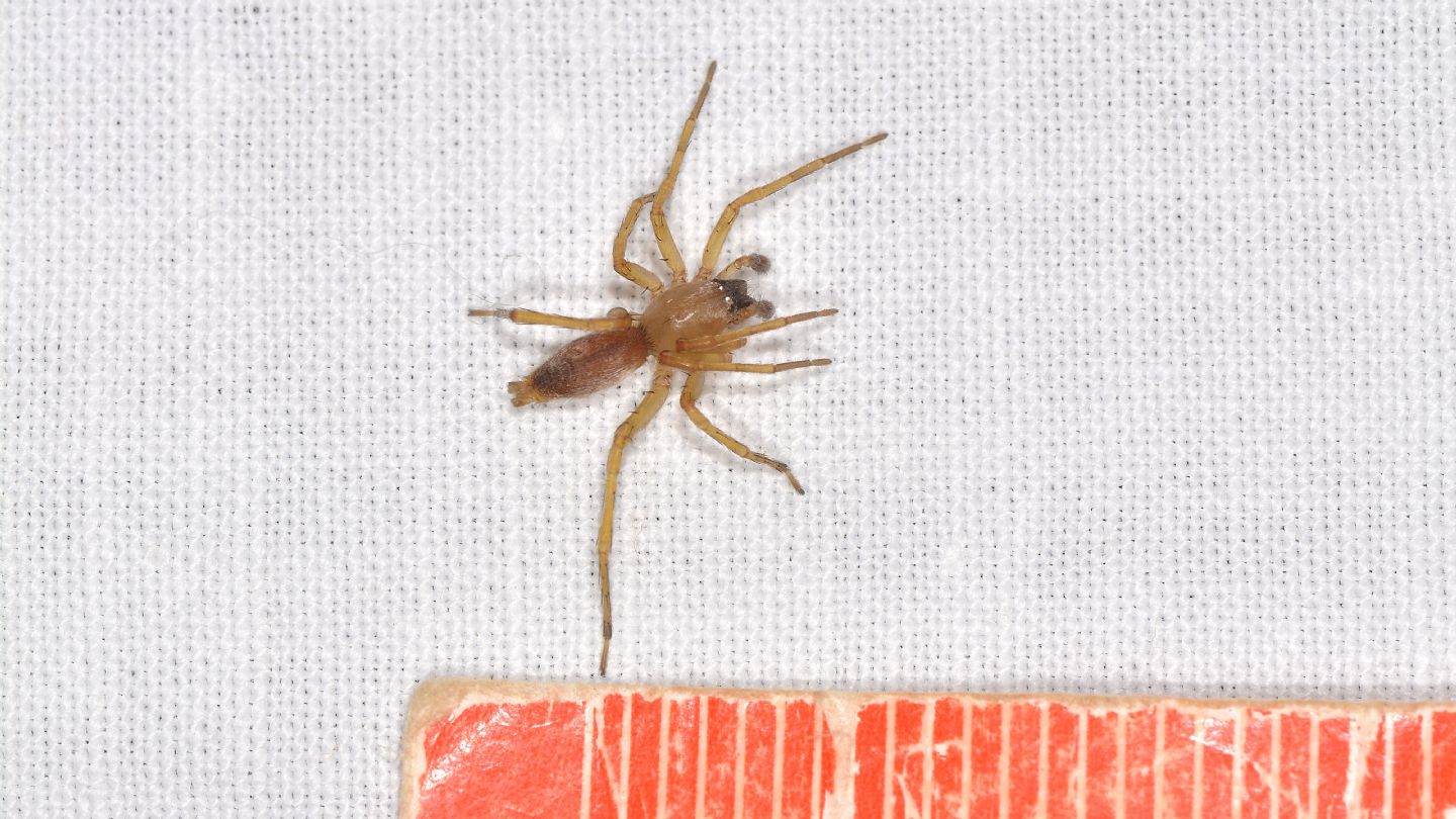 forse Clubionidae ?