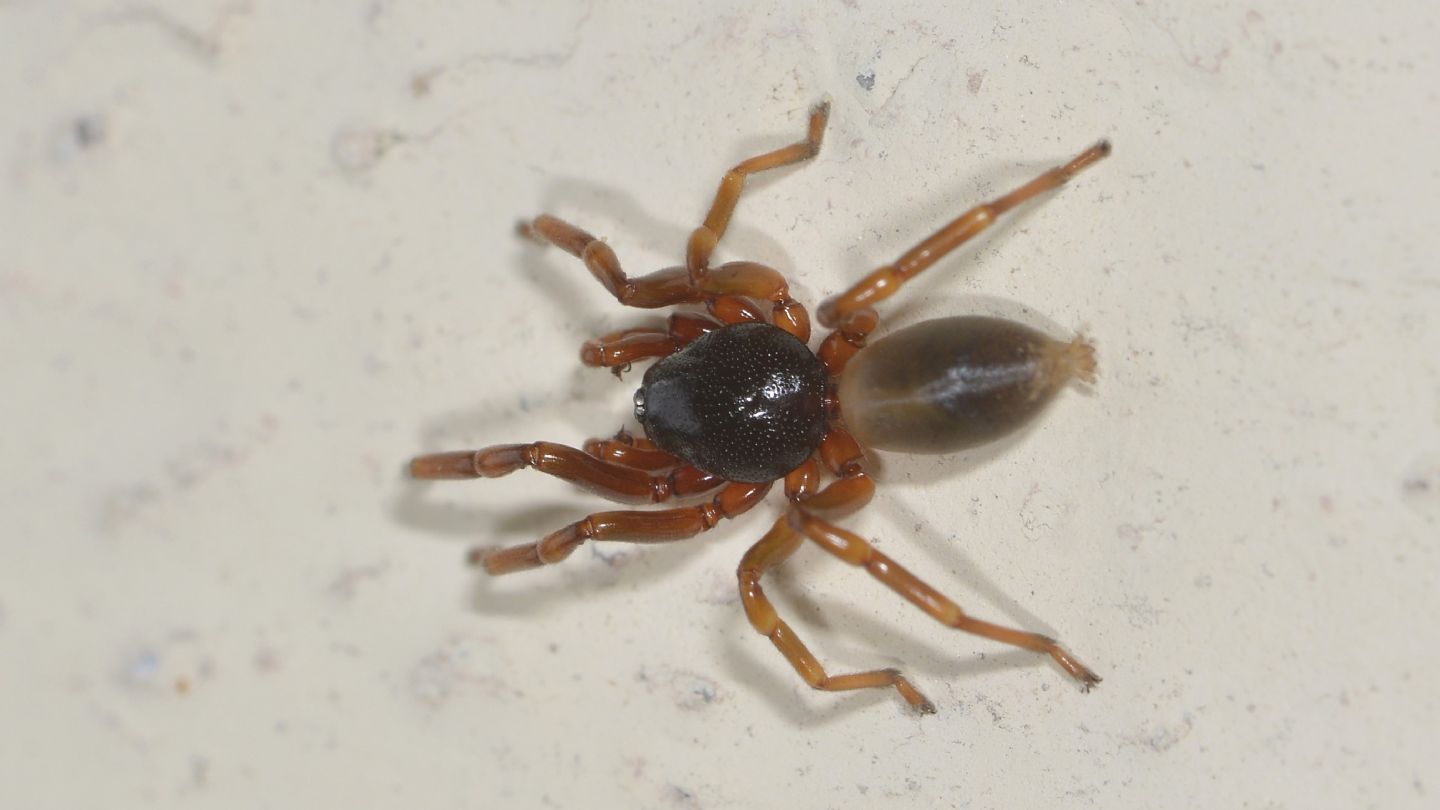 Gnaphosidae ?