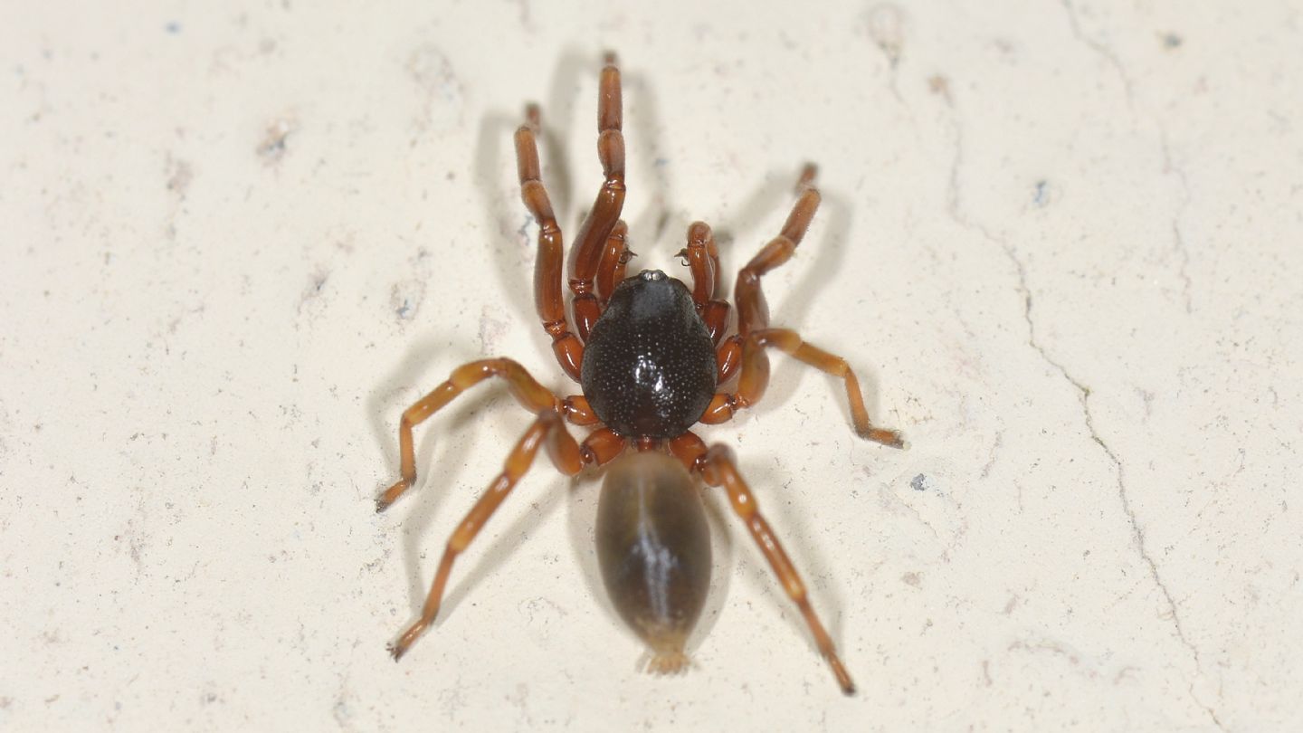 Gnaphosidae ?