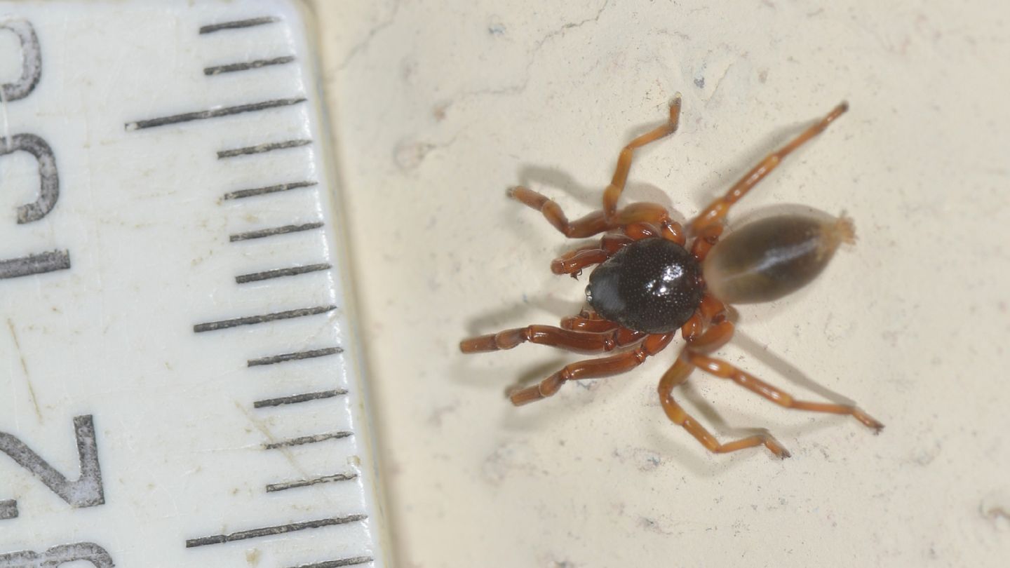 Gnaphosidae ?