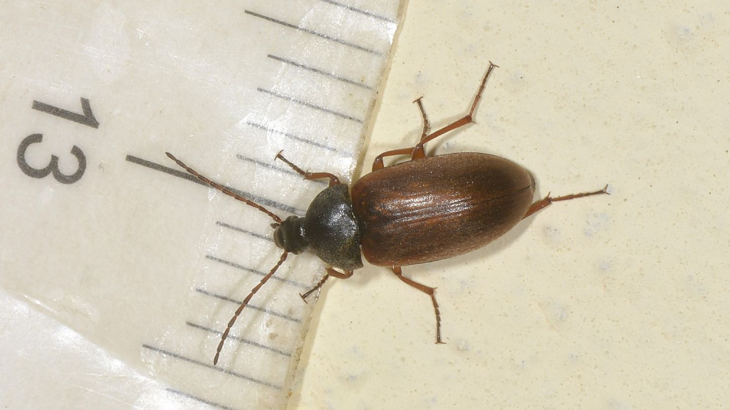 Tenebrionidae Alleculinae: Isomira sp.