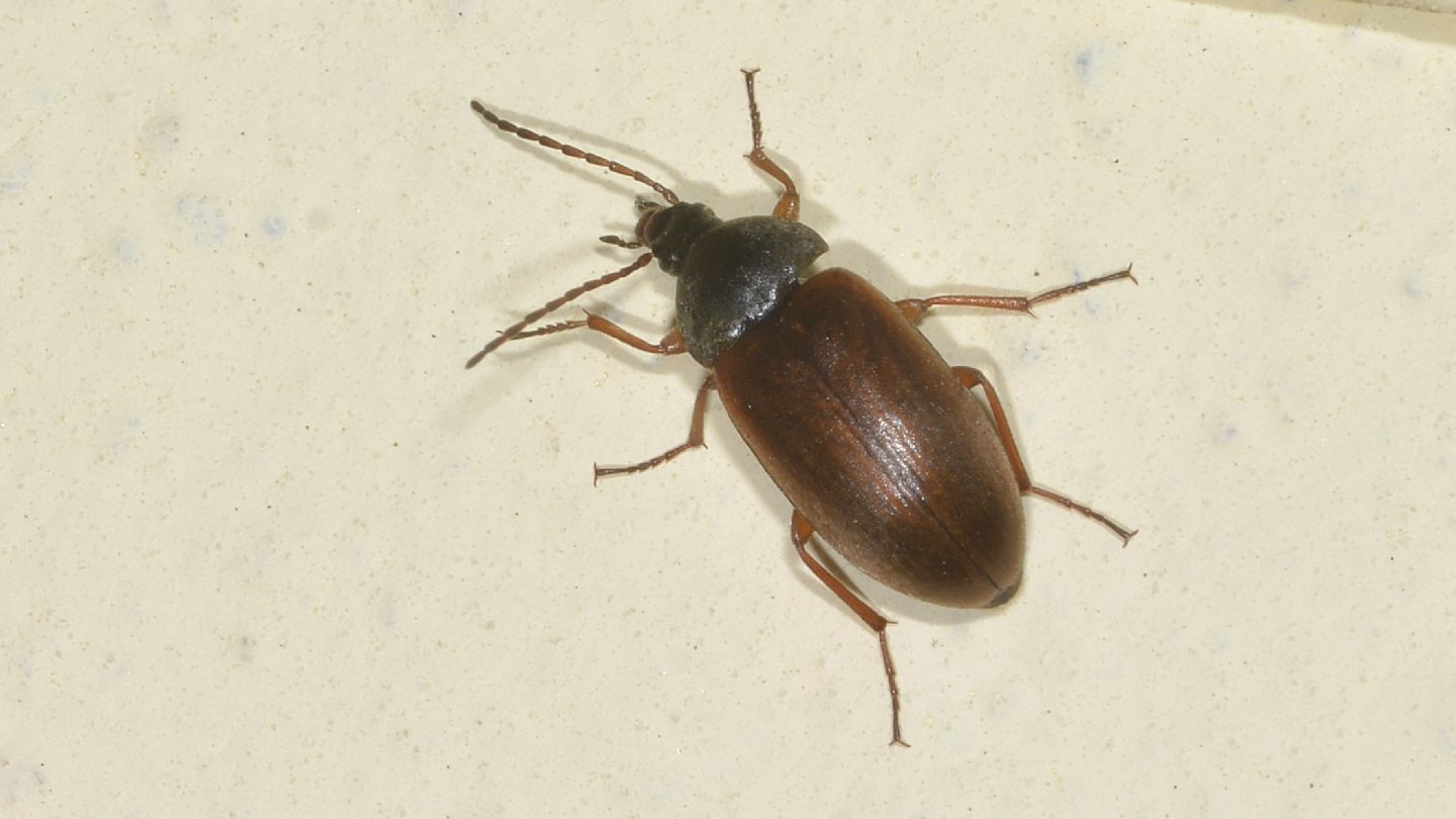 Tenebrionidae Alleculinae: Isomira sp.